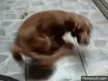 老年犬在客廳地面轉身，主人在旁留意