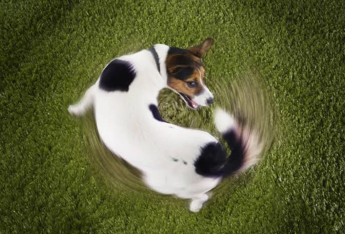 主人在家記錄老年犬的日常行為變化