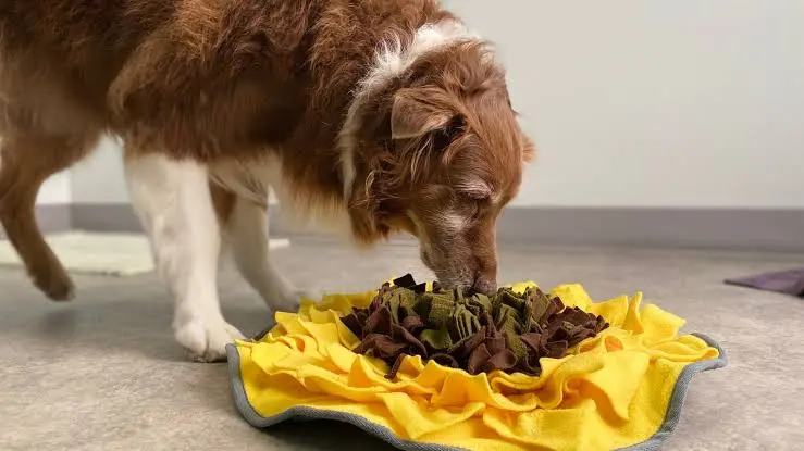 老年犬在防滑地墊上探索簡單嗅聞玩具，主人在旁陪伴