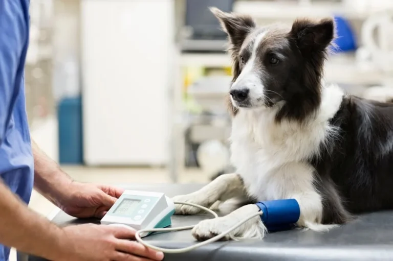 老年犬接受狗狗健康監測及定期獸醫檢查