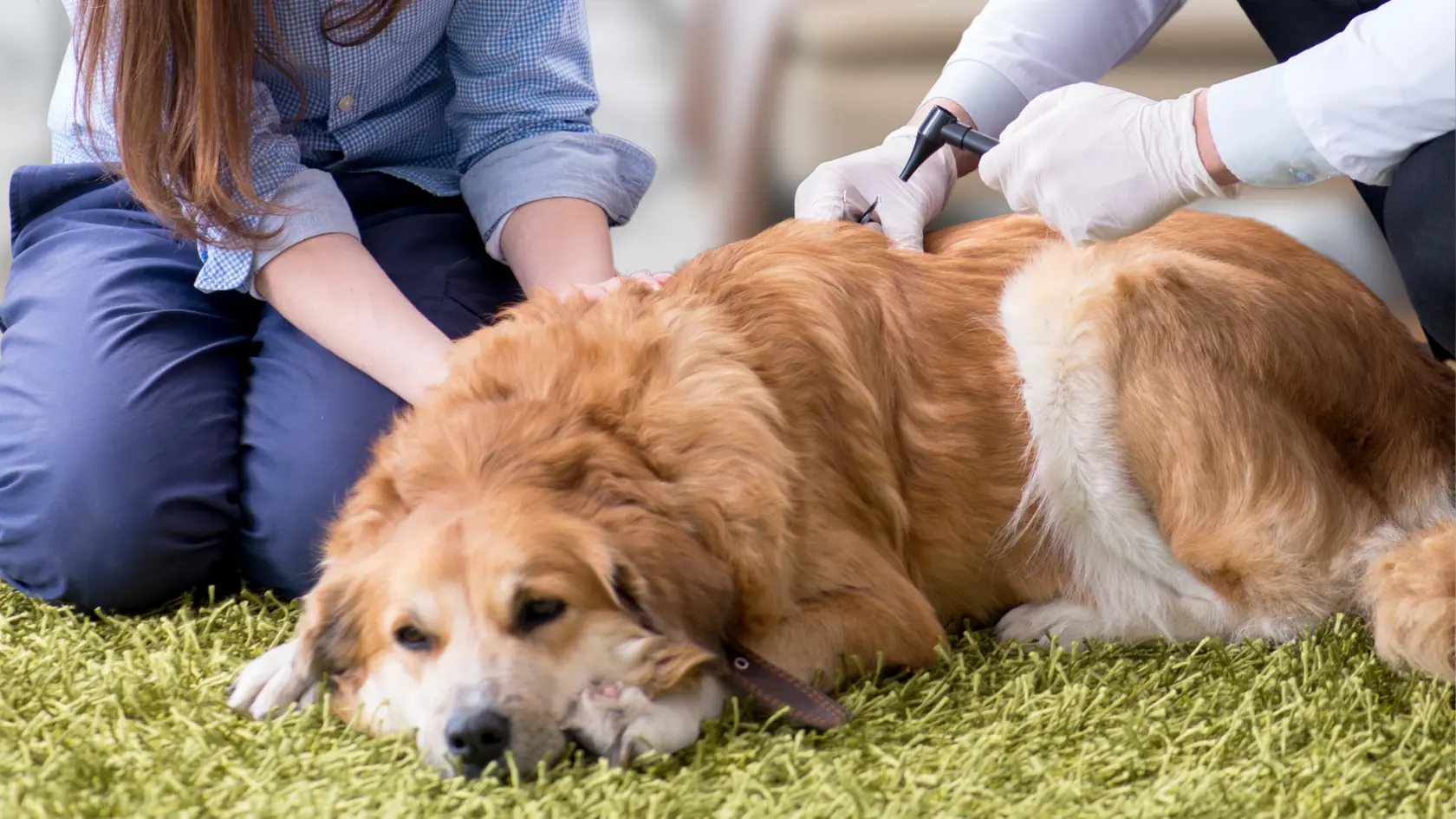 老年犬定期獸醫檢查介紹