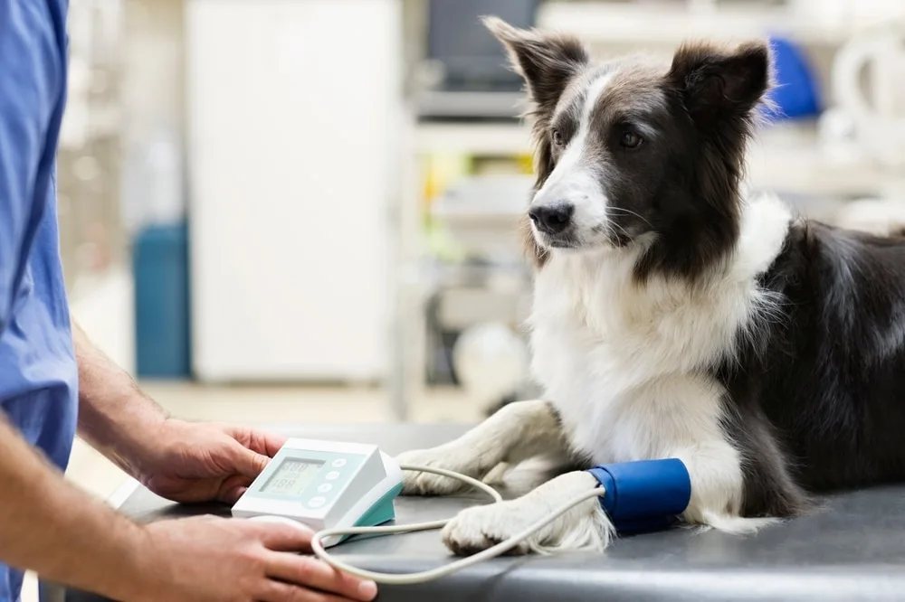 老年犬健康監測文章主圖