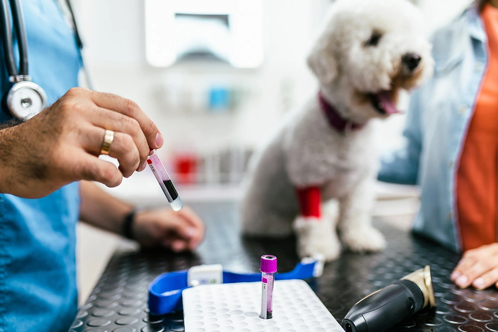 老年犬健康篩檢研究重點