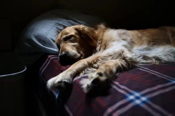 柔和夜燈照亮狗床旁的通道，老年犬在附近休息
